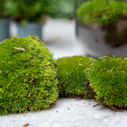 Terrarium Package  – Refill & Starter Package  – DIY Terrarium Kit – Size L/XL