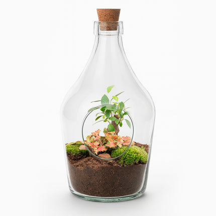Offenes Terrarium John – Bonsai & Ruby Lime ↑ 30 cm