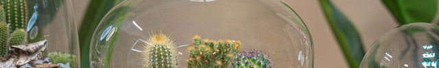 open terrarium cactus