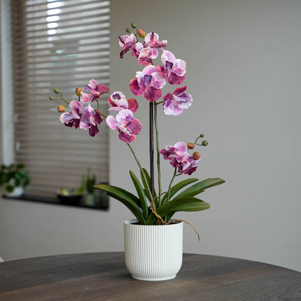 Orchidee Vanda rosa 2er-Set - Bündelprodukt - Kunstpflanzen
