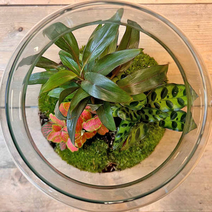 Terrarium DIY Kit - Milky Palm - Bottle Garden - ↑ 30 cm