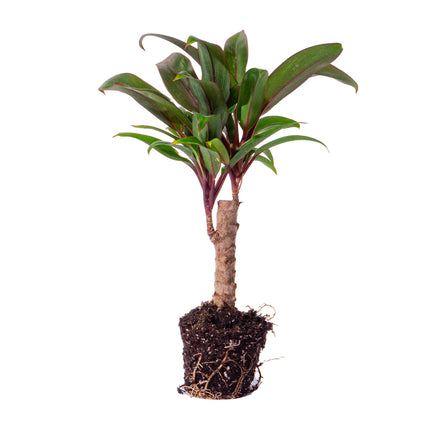 Mini-palm - Cordyline fruticosa 'Purple Compacta' - Terrarienpflanze
