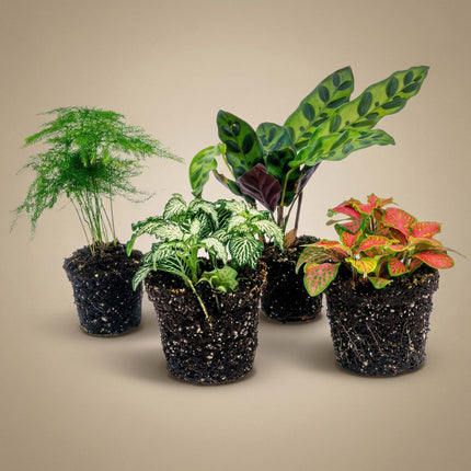 Plant set - Lancifolia - 4 plants - Calathea Lancifolia - Asparagus - Red & White Fittonia