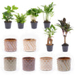 Mini plant set 6 - Includes pot set Madrid