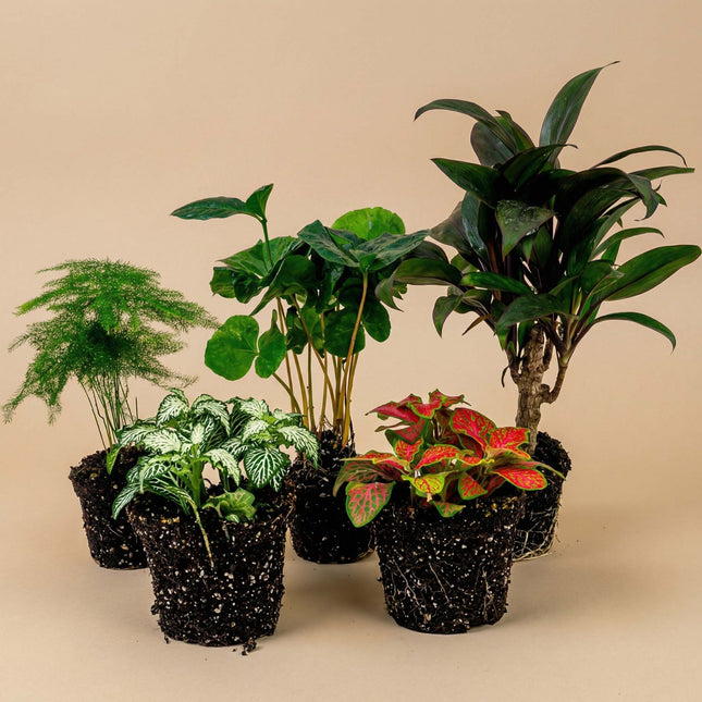 Plant terrarium set - Coffea Arabica - 5 plants - Coffea Arabica - Palm - Asparagus - Red & White Fittonia