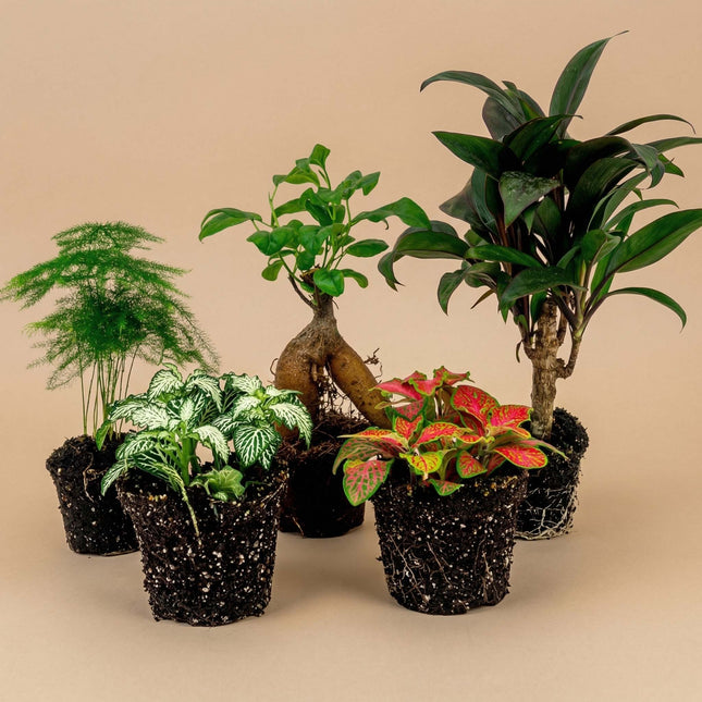 Plant terrarium set - Bonsai - 5 plants - Ficus Ginseng Bonsai - Palm - Asparagus - Red & White Fittonia