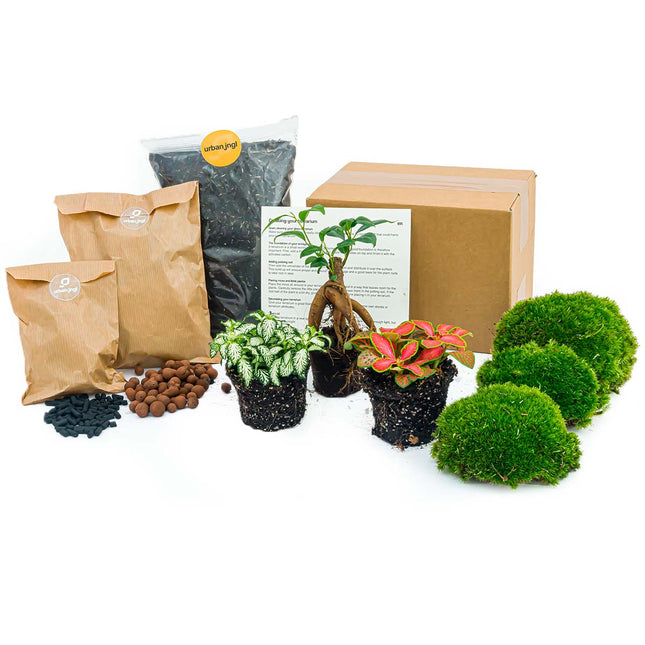 Bonsai Ficus Ginseng - DIY Flaschengarten Starter- & Nachfüllset mit 3 Terrarienpflanzen