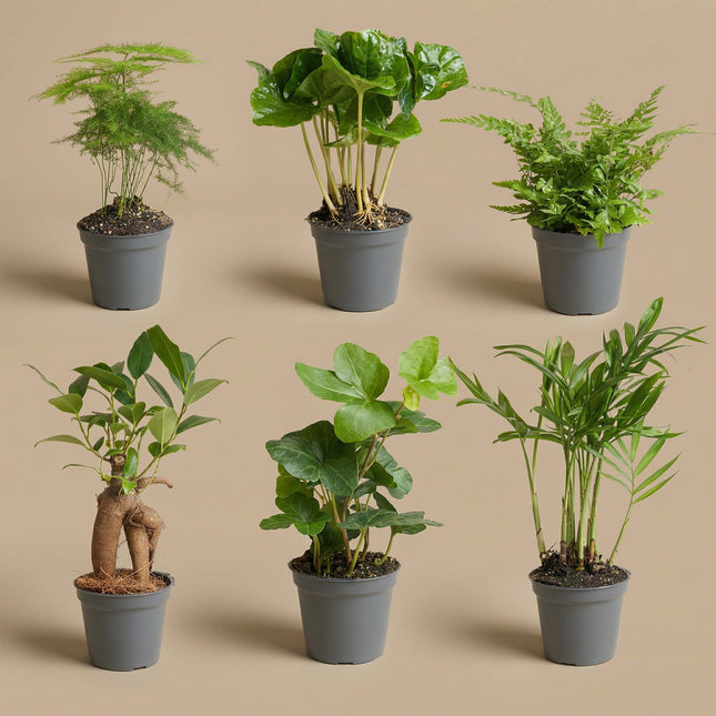 Plant set - 6 green plants - Baby and terrarium plants