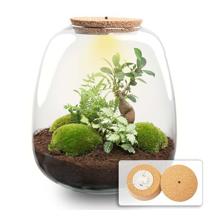 planten terrarium emma met bonsai
