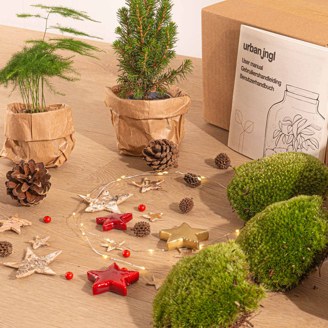 Weihnachts-Flaschengarten paket - Weihnachtsset + Baum - Spargel - 3 Terrariumpflanzen - Nachfüll- und Starterpaket