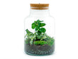 Kit de Terrarium DIY - Little Milky + Lumière LED - ↑ 25 cm