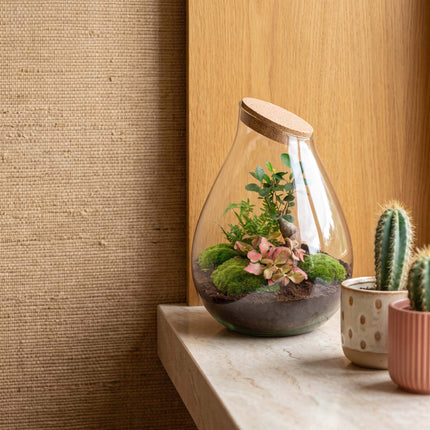 Drop XXL Bonsaï - Terrarium avec bouchon en liège - Kit DIY jardin en bouteille - Ø 34 cm ↑ 43 cm