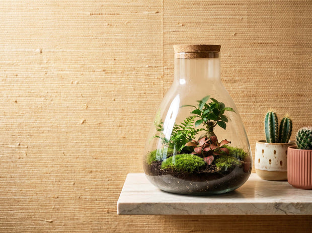 Plant terrarium