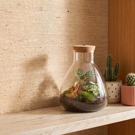 Sam Calathea - Terrarium with light - Bottle garden DIY kit - Ø 24.5 cm ↑ 30 cm