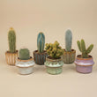 Cacti Set of 6 in Ceramic Mini Pot Barcelona - ↑ 8–12 cm