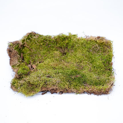 Plattmoos - Getrocknet - ca. 30 x 20 cm - 1 Box