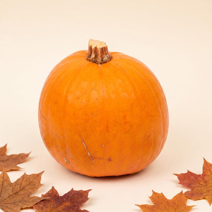 Halloween Kürbis - Orange - Echt - Ø ca. 19 cm - ca. 1,9 kg