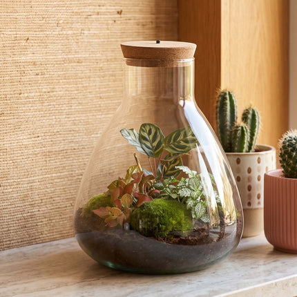 Sam Calathea - Terrarium with light - Bottle garden DIY kit - Ø 24.5 cm ↑ 30 cm