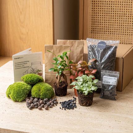 Bonsai Ficus Ginseng - DIY Flaschengarten Starter- & Nachfüllset mit 3 Terrarienpflanzen