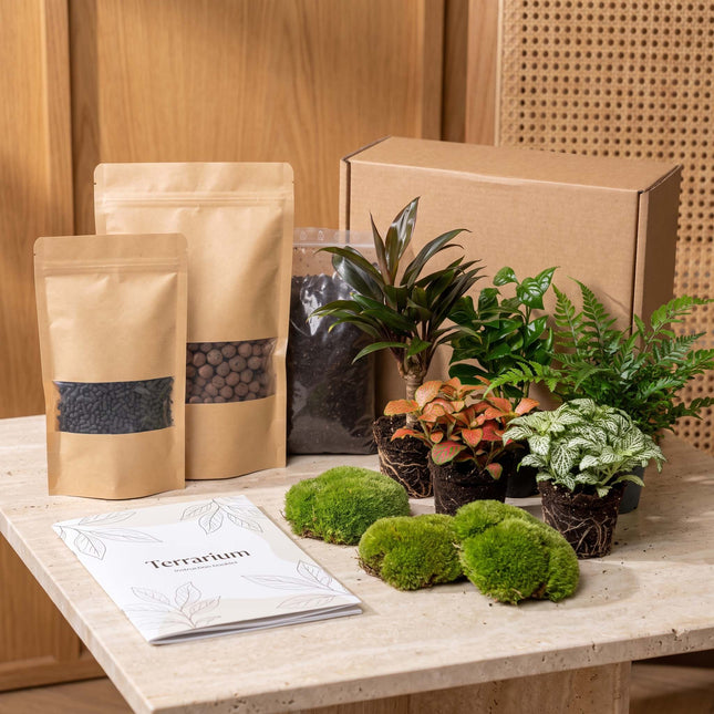 Jungle 5 - DIY Flaschengarten Starter- & Nachfüllset mit 5 Terrarienpflanzen

