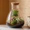 Plant terrariums