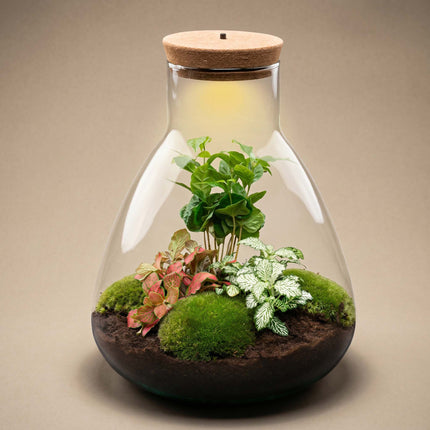 Sam Coffea - Flaschengarten mit Licht - DIY Terrarium mit Pflanzen im Glas - Ø 24,5 cm ↑ 30 cm 