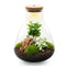 Plant terrariums