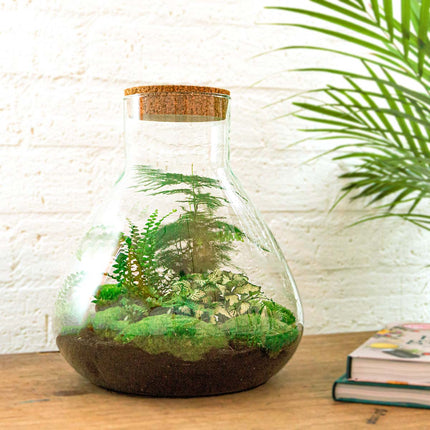 Kit DIY Terrario • Sam XL • Ecosistema con plantas • ↑ 35 cm