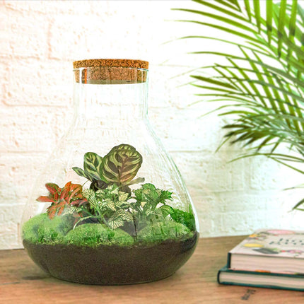 Kit DIY Terrarium • Sam XL Red • Écosystème avec plantes • ↑ 35 cm