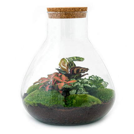 Kit DIY Terrarium • Sam XL Red • Écosystème avec plantes • ↑ 35 cm