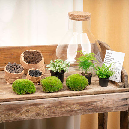 Kit DIY Terrario • Sam XL • Ecosistema con plantas • ↑ 35 cm