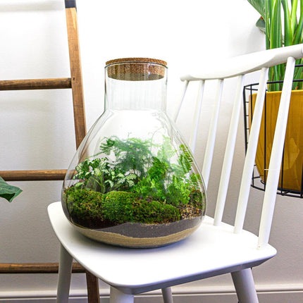 Kit DIY Terrario • Sam XL • Ecosistema con plantas • ↑ 35 cm