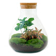 Terrarium DIY Kit - Sammie Coffea - Bottle Garden - ↑ 27 cm