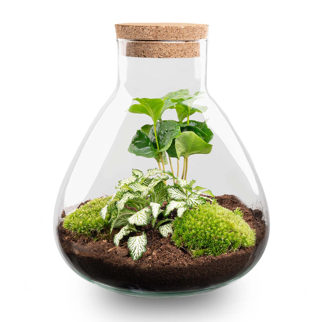 Sammie Coffea Arabica + White Tiger  - Flaschengarten - DIY Terrarium mit Pflanzen im Glas - Ø 22,5 cm ↑ 27 cm