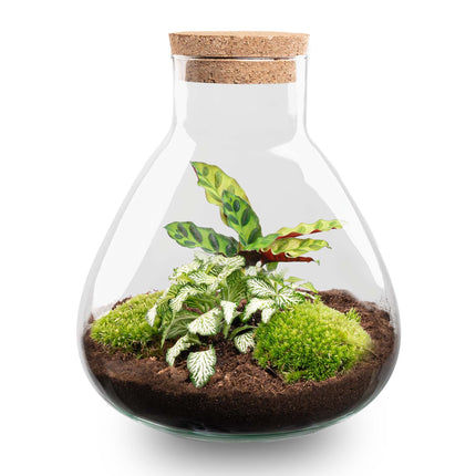 Terrarium DIY Kit - Sammie Coffea - Bottle Garden - ↑ 27 cm