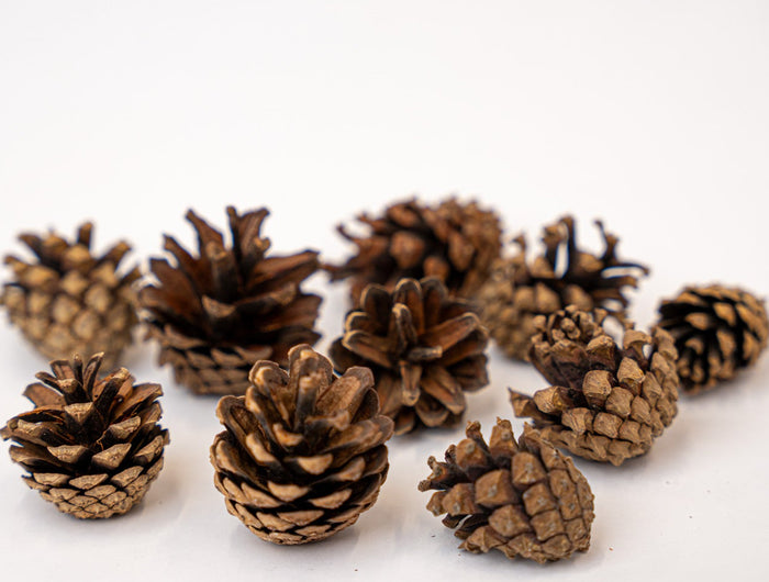 Christmas Trees and Plants