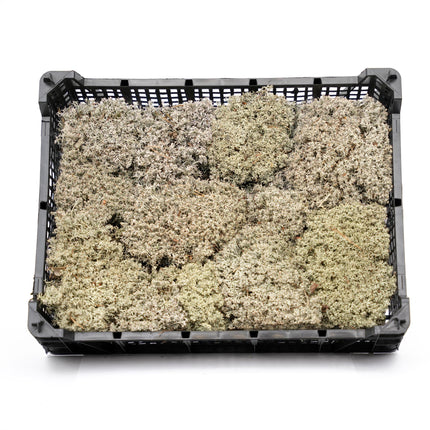 Lebendes Silbermoos - Tray - 2 Lagen à 20 x 30 x 10 cm - Echtes Moos