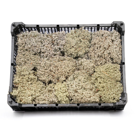 Lebendes Silbermoos - Tray - 2 Lagen à 20 x 30 x 10 cm - Echtes Moos