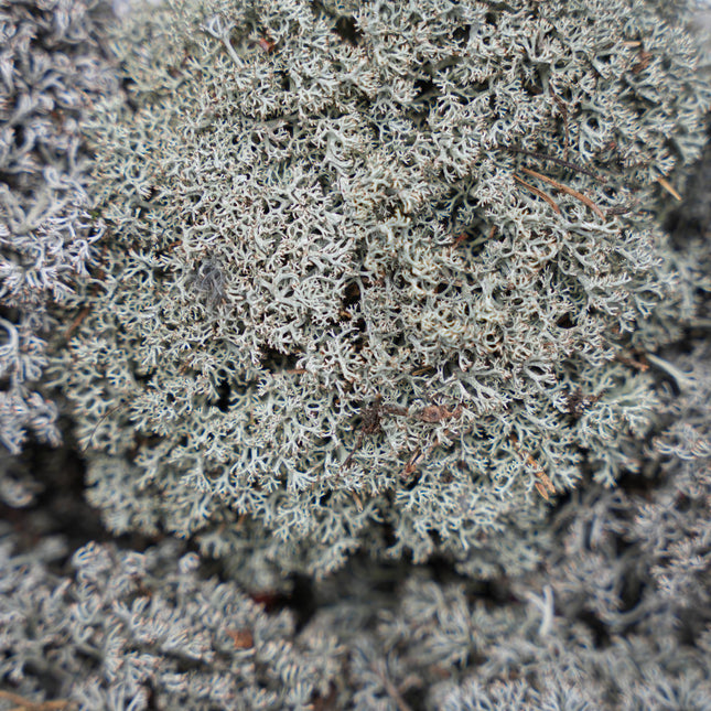 Silver moss - Tray - 2 layers of 20 x 30 x 10 cm - Real moss