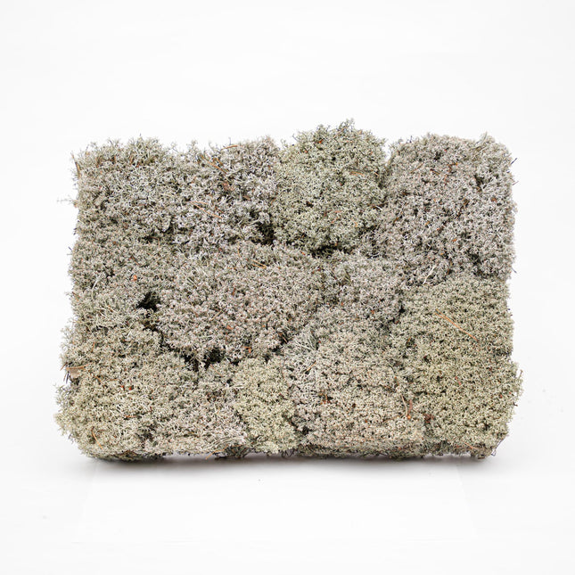 Silver moss - Tray - 2 layers of 20 x 30 x 10 cm - Real moss