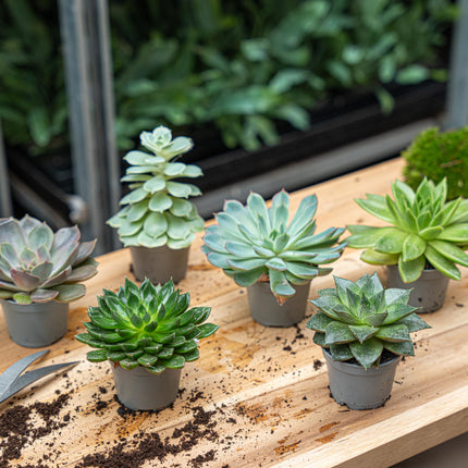 Succulent Mix Set - Assorted Succulents in 6 cm Pots (8–12 cm high)