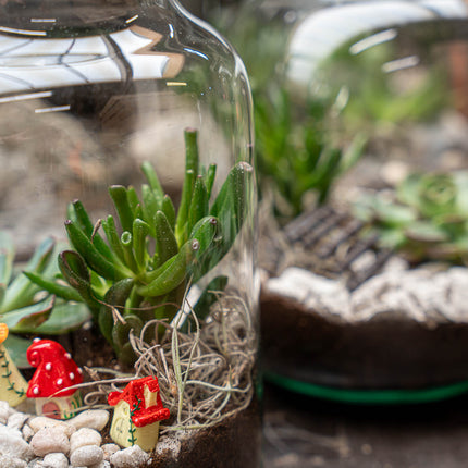 Little Joe Succulent - Offenes Terrarium - Flaschengarten DIY Kit - Ø 20 cm ↑ 22 cm