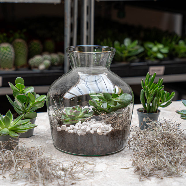 Little Joe Succulent - Offenes Terrarium - Flaschengarten DIY Kit - Ø 20 cm ↑ 22 cm