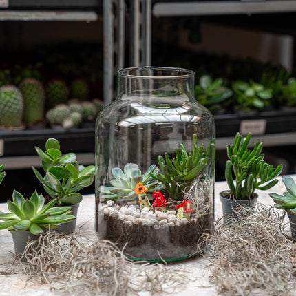 Little Milky Succulent - Offenes Terrarium - Flaschengarten DIY Kit - Ø 17 cm ↑ 25 cm