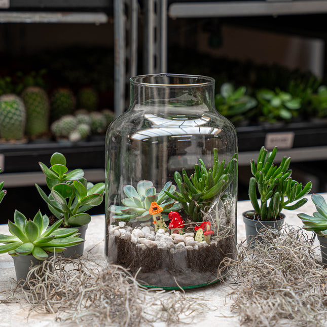 Little Milky Succulent - Offenes Terrarium - Flaschengarten DIY Kit - Ø 17 cm ↑ 25 cm