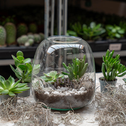 Emma Mini Succulent - Offenes Terrarium - Flaschengarten DIY Kit - Ø 19 cm ↑ 20 cm
