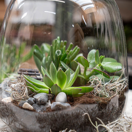 Emma Succulent - Offenes Terrarium - Flaschengarten DIY Kit - Ø 23 cm ↑ 25 cm