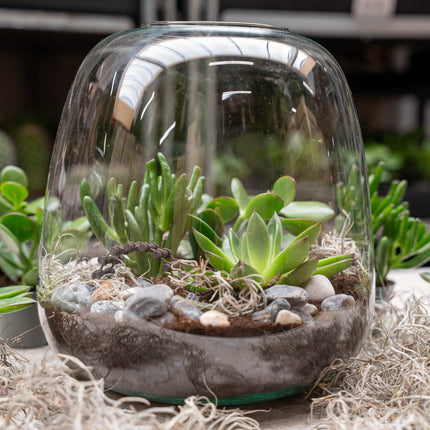 Emma Succulent - Offenes Terrarium - Flaschengarten DIY Kit - Ø 23 cm ↑ 25 cm