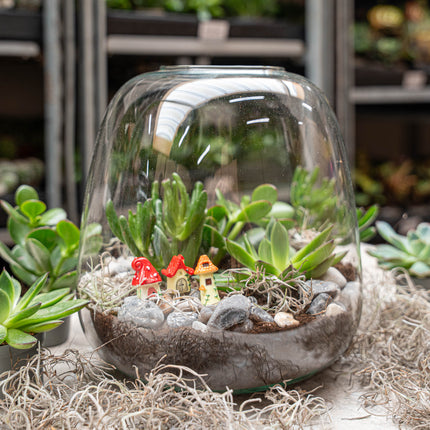 Emma Succulent - Offenes Terrarium - Flaschengarten DIY Kit - Ø 23 cm ↑ 25 cm