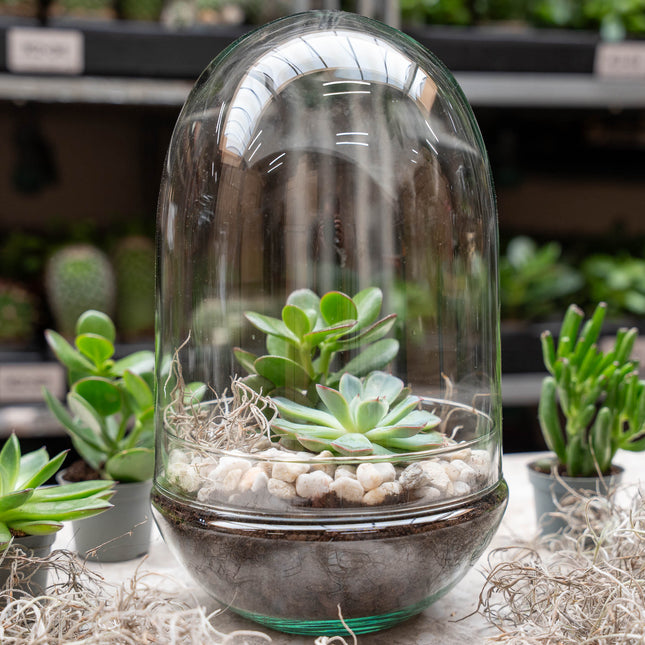 Egg XL Succulent - Offenes Terrarium - Flaschengarten DIY Kit - Ø 17,5 cm ↑ 30 cm